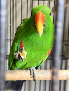 eclectus Parrot pair