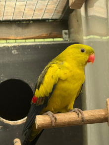 Rock pebbler cock