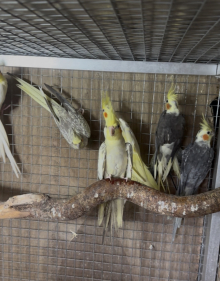 Aviary Cockateil 
