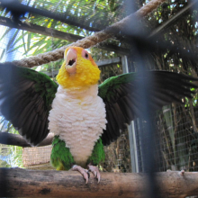 Wanted pair green thighed caique
