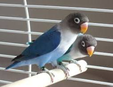 Wanted masked lovebirds
