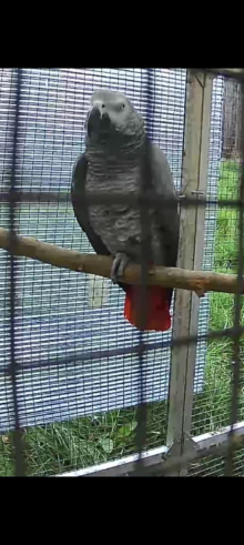 African grey
