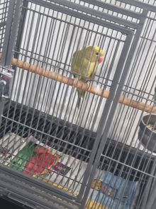Beautiful female pied ringneck talking