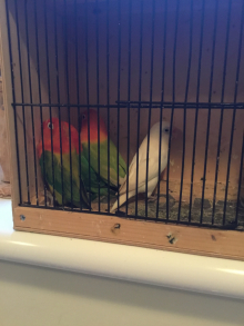30 x opaline Fischer lovebirds