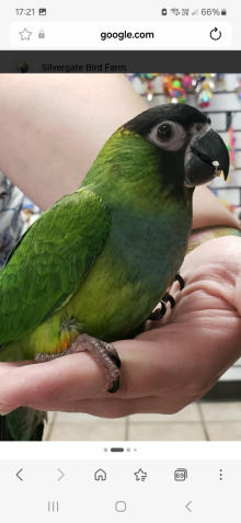 Nanday conure pair or singles wanted