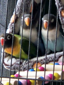 Lovebirds