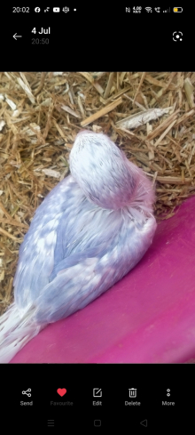 2026 whwt opaline violet Dom pied ringne