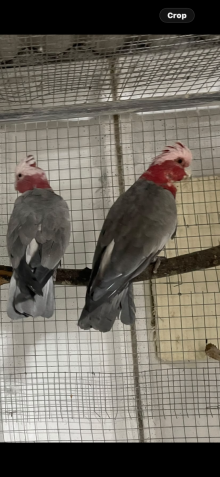 Breeding pair Gallah cockatoo 