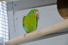 Orange Chinned Parakeets (Brotogeris) 