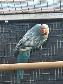 Blue Recessive pied Ringsneck male