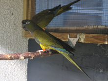 2 x Patagonian Conure Pairs