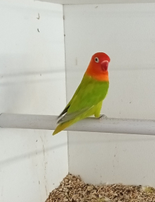 Dilute Opaline Fischer's lovebirds 