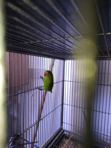 Hen Abyssinian lovebird 