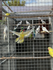 White faced pied cockatiels 2026 bred c/