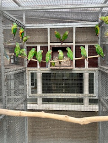 Various 2026 birds for sale all c/r