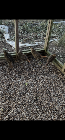 2026 Golden pheasants 