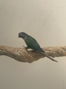 Male conure 