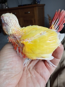 Lutino conures 