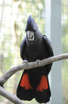 Red​-Tailed Black Cockatoo 