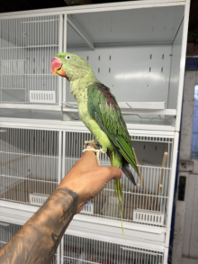 2025 tame alexandrine 