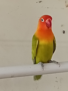 Dilute split Opaline male Fischers