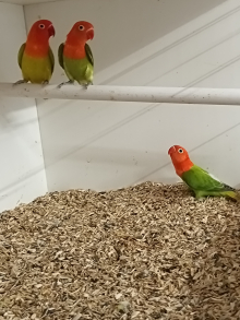 2 unsexed Opaline split dilute fischers