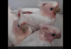 IMG_5948