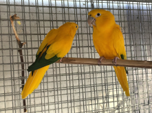 Queen of Bolivia Conures 