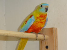 Cock Turquoisine Wanted 
