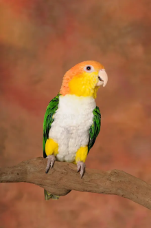 wanted caique as pet or similar