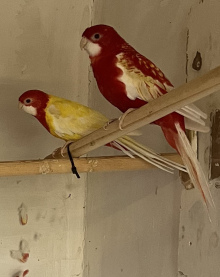 parakeets