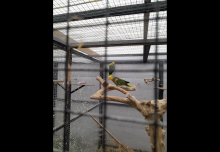 Double yellow Headed Amazons 