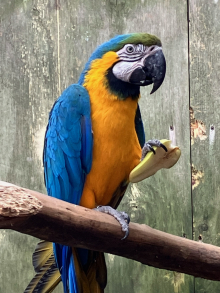 Breeding macaw pair