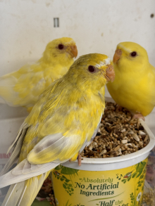 Grass Parakeets