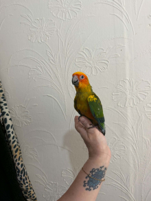 Hand reared sun conures