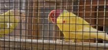 Proven pair of dilute yellow plumheads
