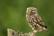 Little Owl pair