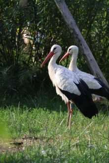 White Storks