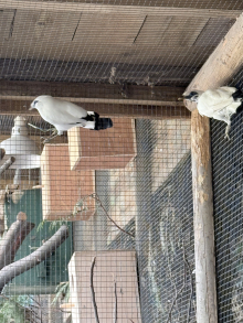 Bali myna pair 