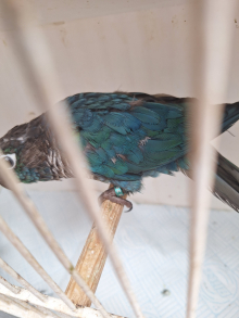Turquoise violet greencheeked conure