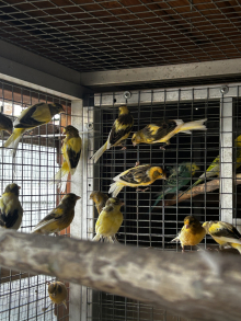 Fife canary’s for sale 