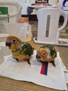 Hand reared sun conures