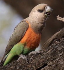  Young Pair Red bellied parrot 