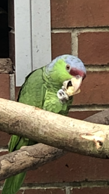 lilac crowned amazon