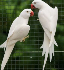 Albino male ring neck 