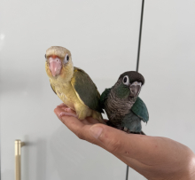 Handreard baby conures