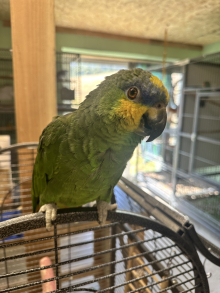 Orange wing Amazon
