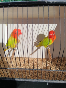 Dilute Opaline Fischer's lovebirds 