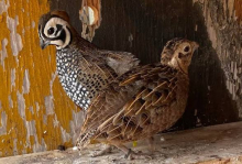 Mearns quail 