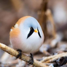 Bearded Reedlings 